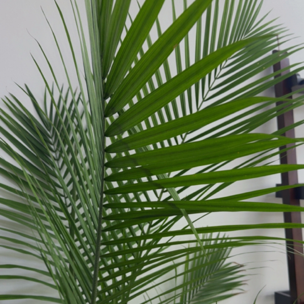 Consultation + Test Strand at West View Salon & Spa in Fairview Park, OH