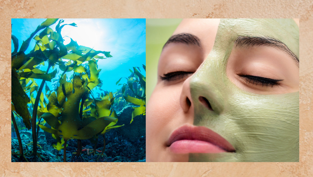 Seaweed Treatment Mask