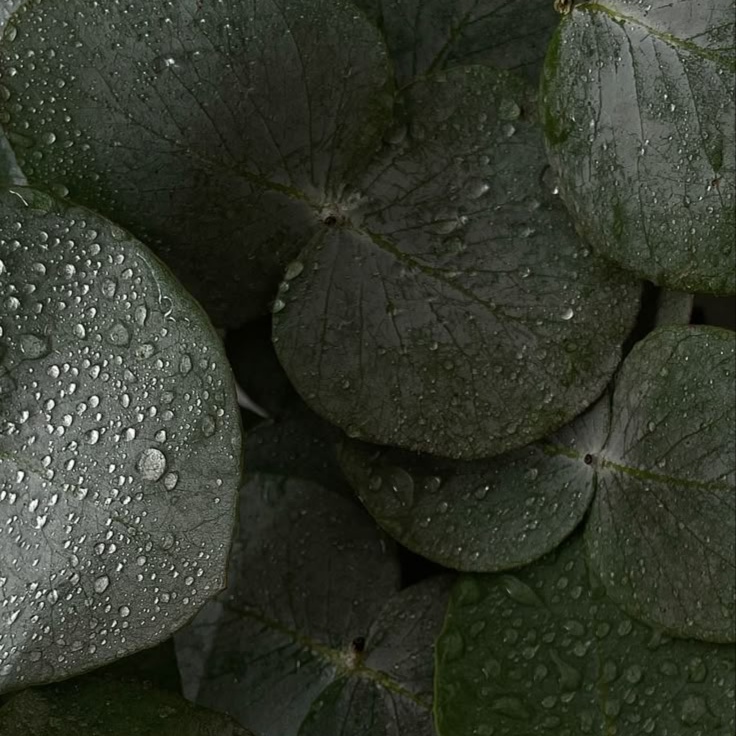 Eucalyptus Aromatherapy Towels at KNR Aesthetics in Brandon, FL