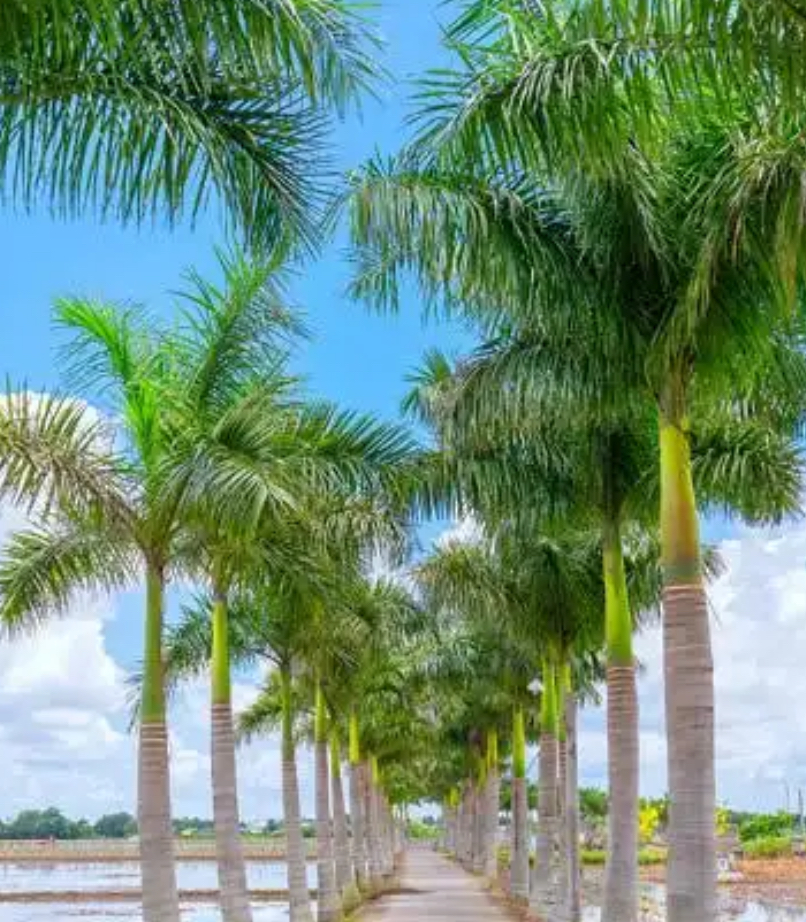 Unlimited Tanning  Package