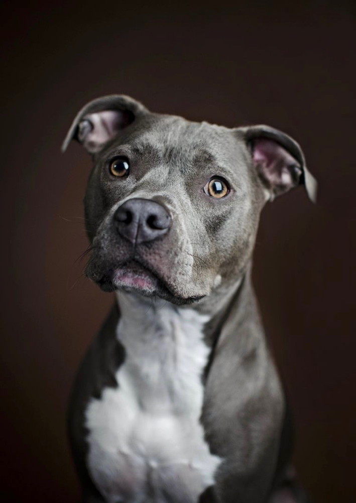 Pit Bull Terrier - Bath & Fluff