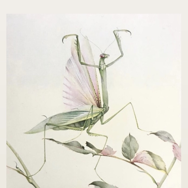Mantis Color
