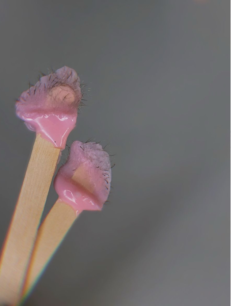 Nose • Ear Wax