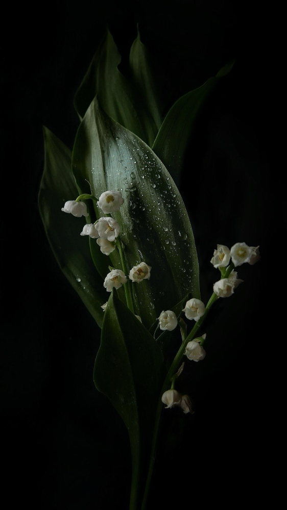Wispy Light Volume Fullset at Lashedbyliyahh in Kent, WA