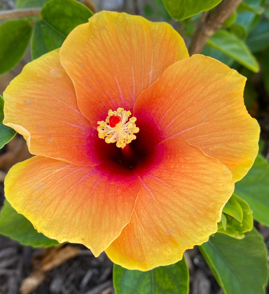 In Full Bloom Spring Special