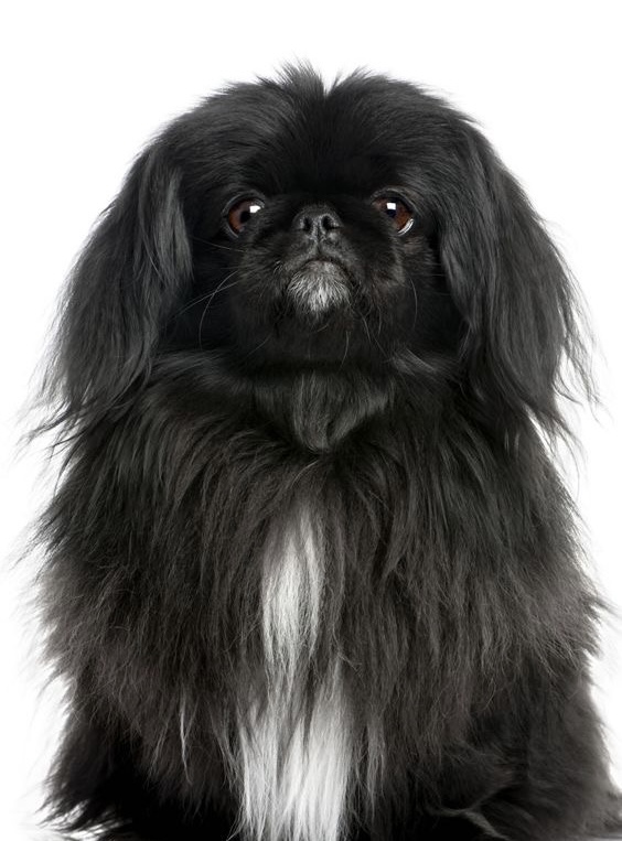 Pekingese - Bath & Fluff