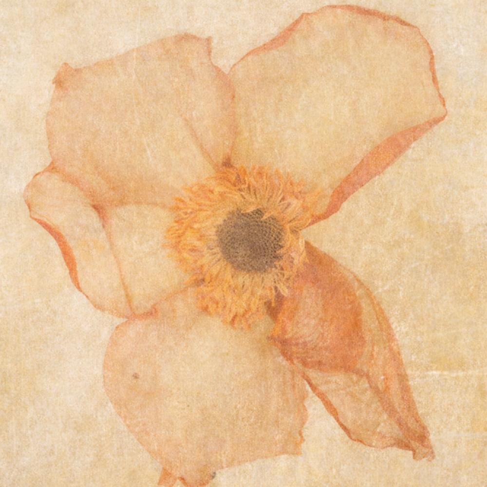 The Slow Session at House of the Dreaming Body in South Pasadena, CA