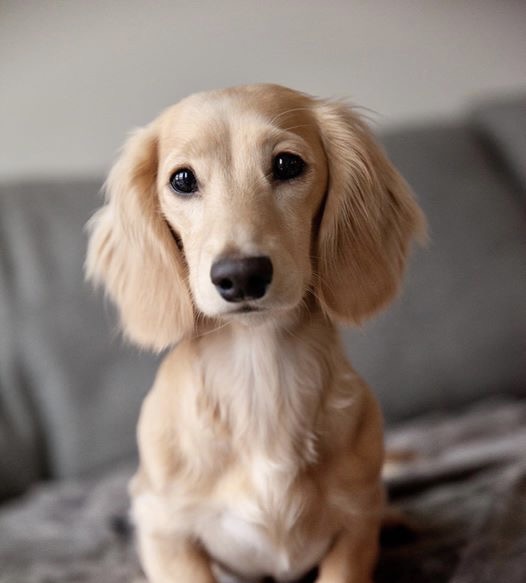 Dachshund - Bath & Fluff