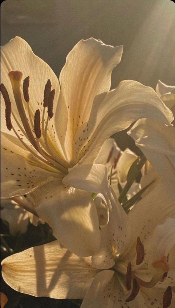 The Peptide Protocol Facial at Bellora Aesthetics in Surprise, AZ