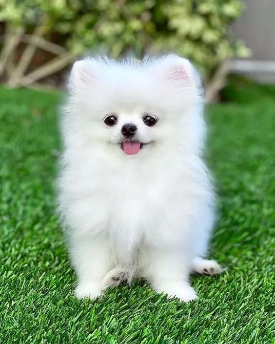 Pomeranian - Bath & Fluff