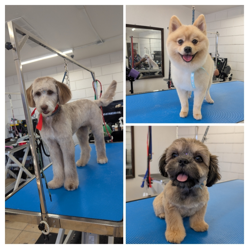 Full Service Haircut at Bien Perro Dog Grooming in San Diego, CA