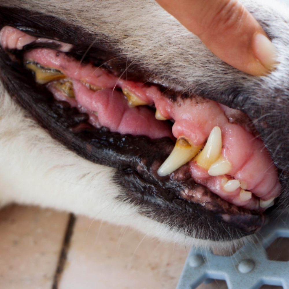 Large Dog Light Teeth Cleaning at Sparkling Smiles Doggy Dental Cleaning LLC in Tucson, AZ