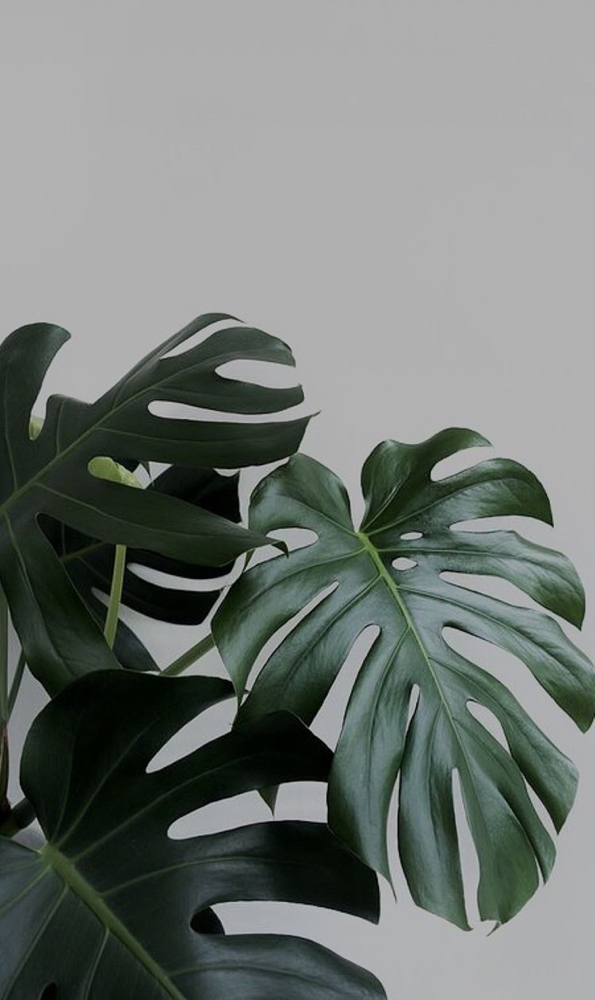 ROOT COLOR