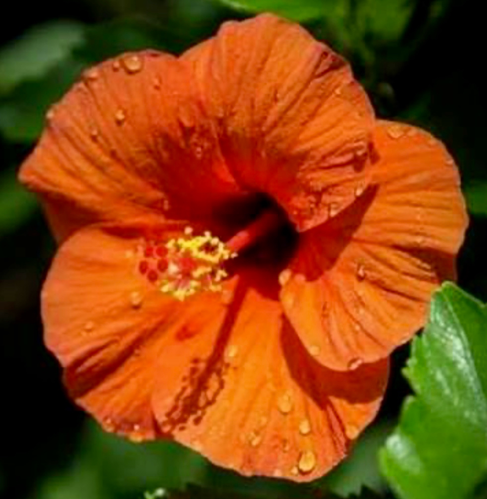 SOBE Overnight Rinse