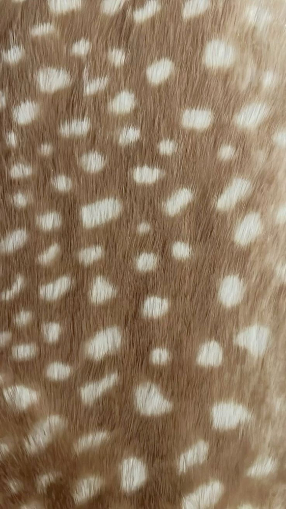 Full Highlight