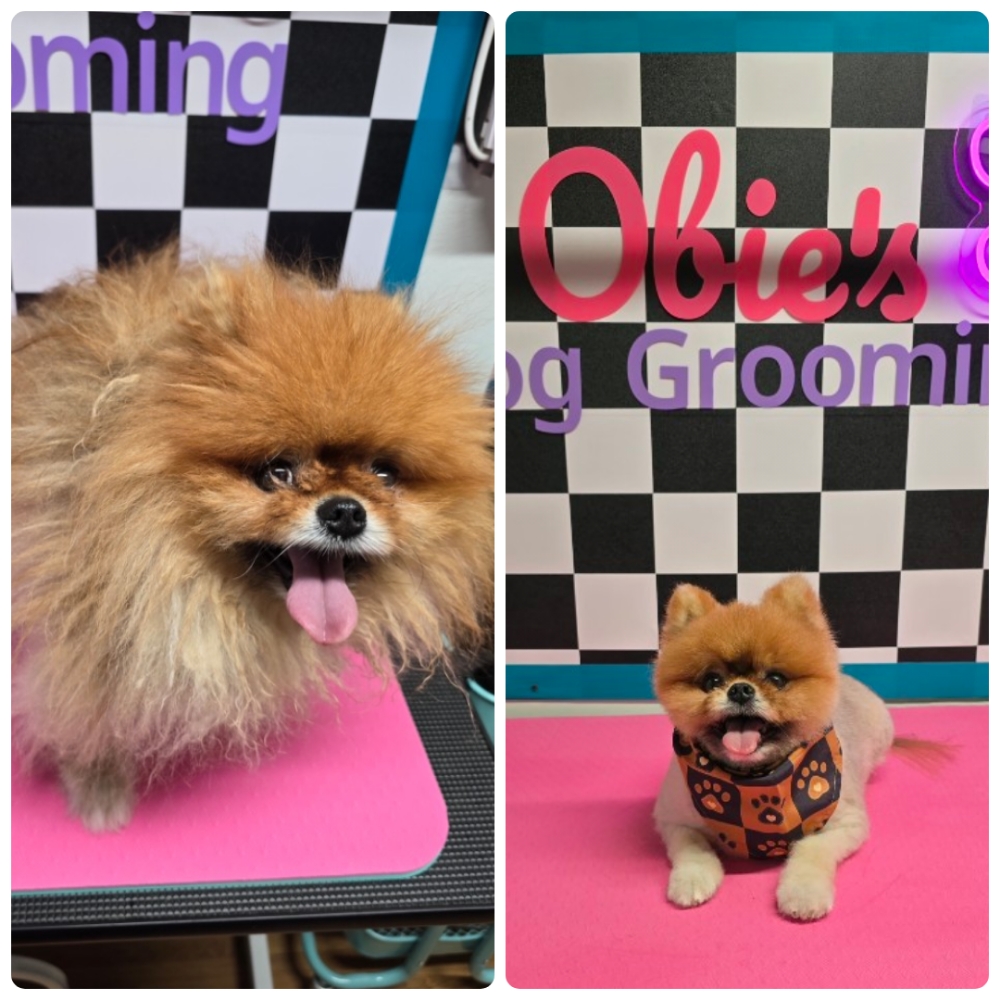 Full Groom (0–20 lbs) at Obie's Dog Grooming in Monahans, TX