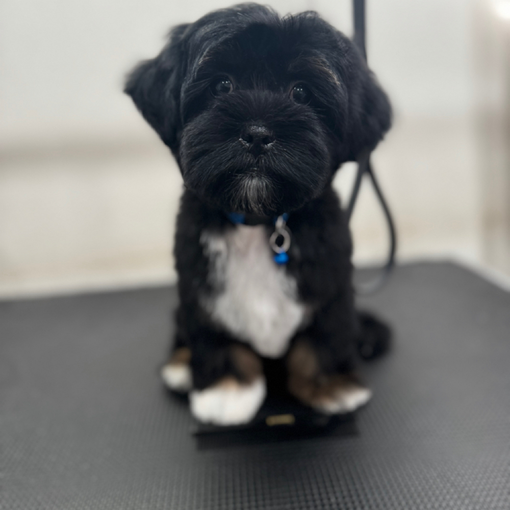 Bath Trim at Holypawzgrooming in Highland, CA