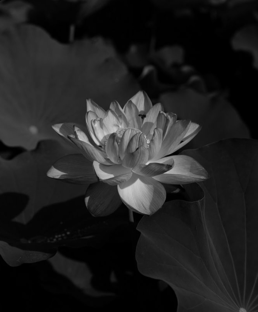 Lotus Luxe Signature Facial