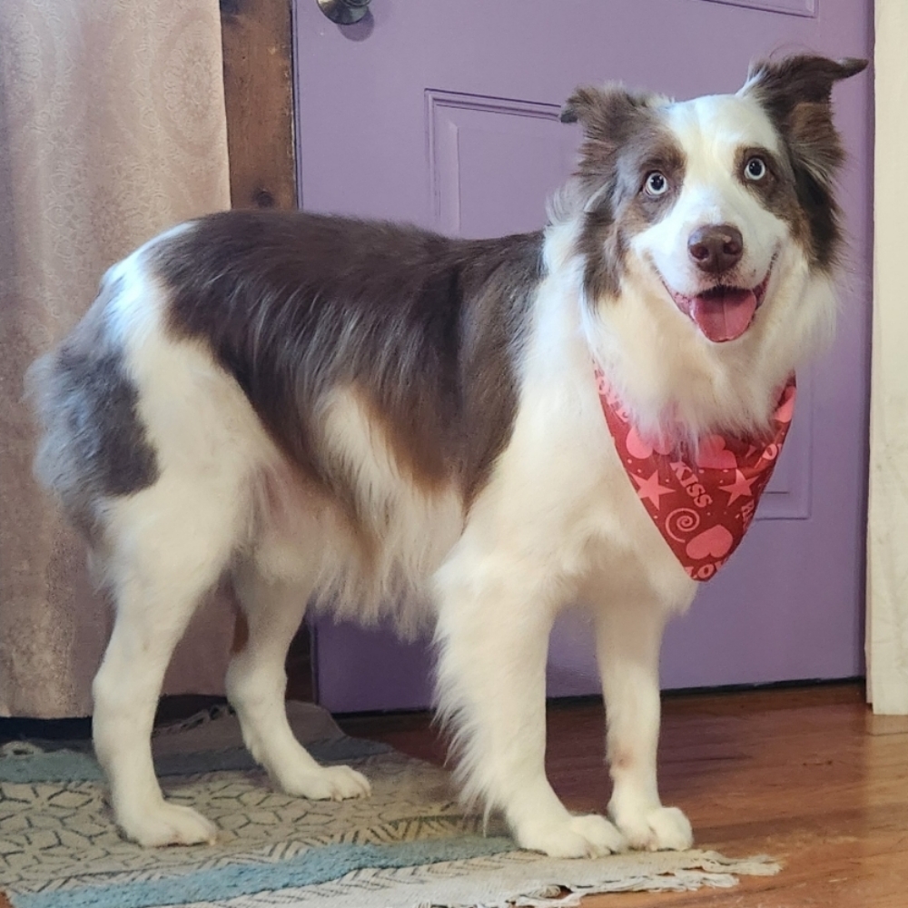 ✨ Deluxe Paws: Medium at The Dog Mom Pet Services in Lusby, MD