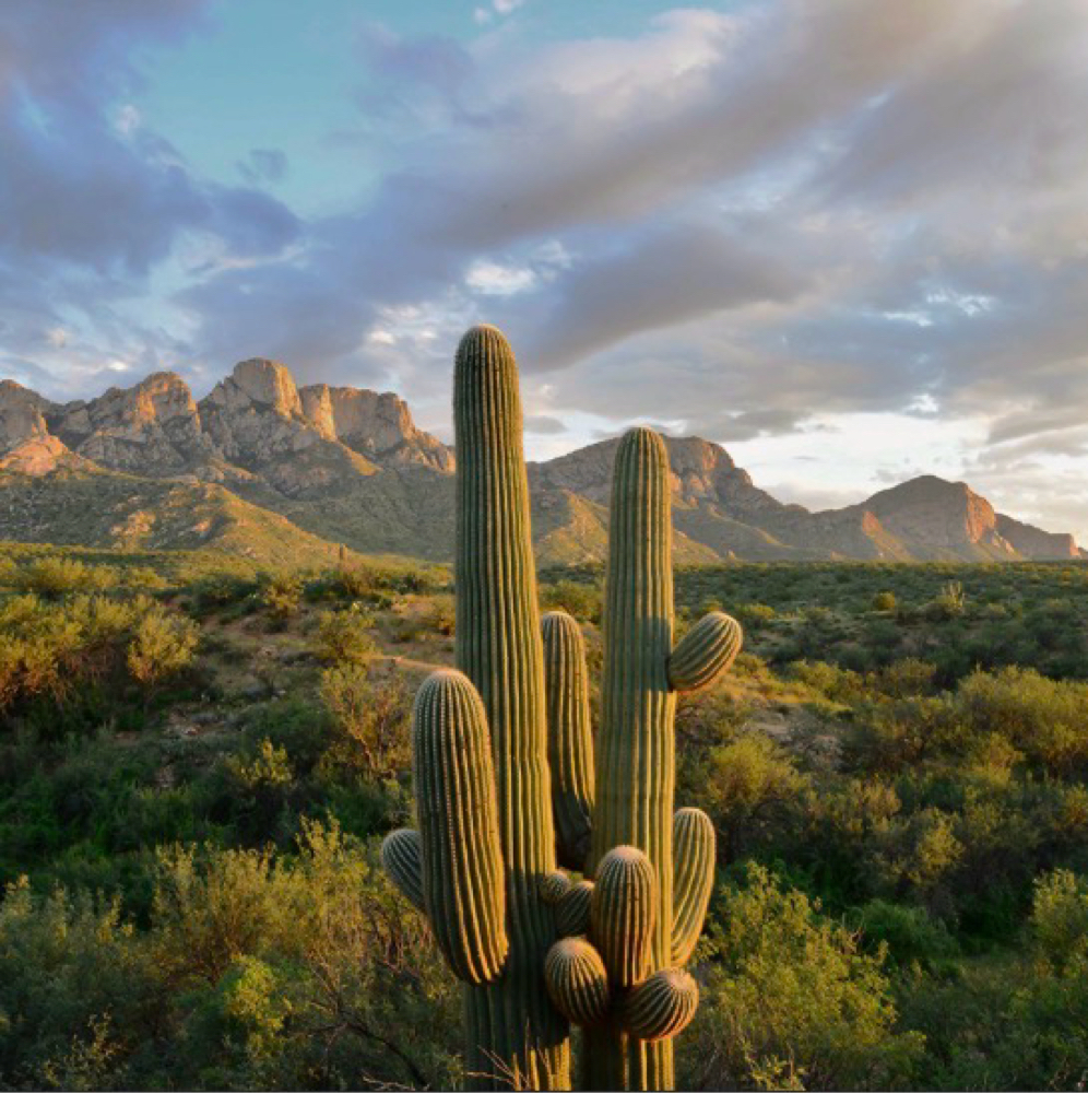 top treatment at TNDR•TUFF•TEMPLE in Tucson, AZ