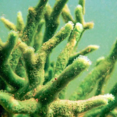 Green Sea Spicules Peel