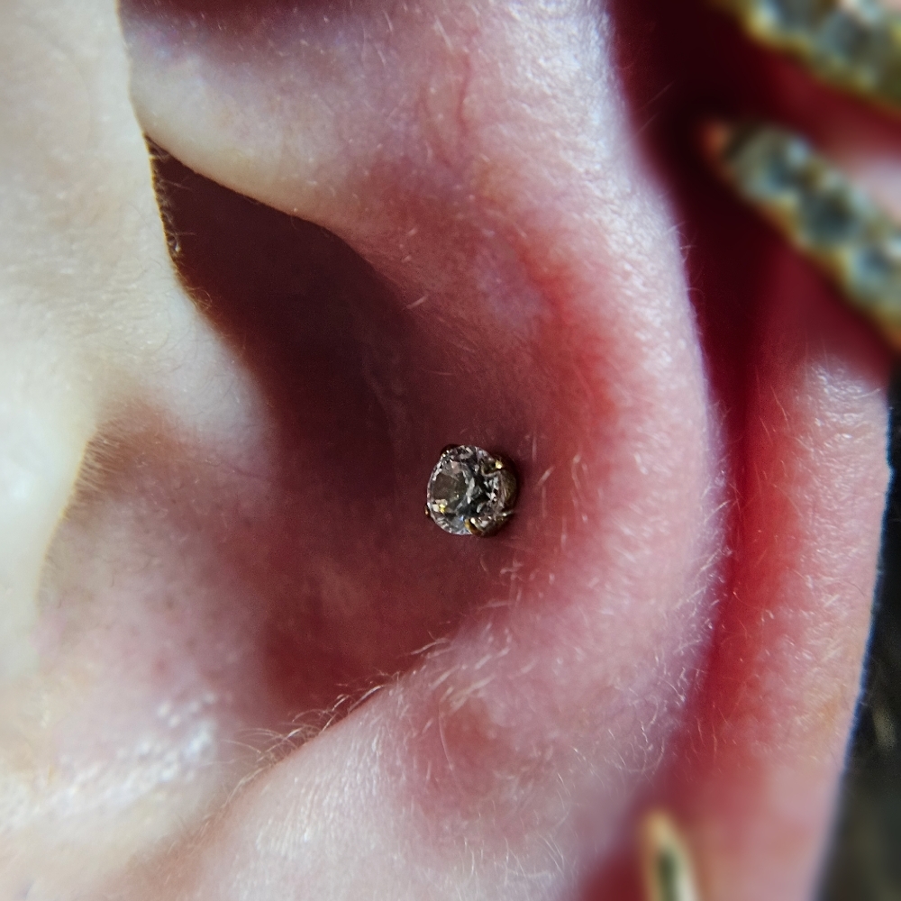 Conch Piercing at Chrissy Von in Pelham, NH