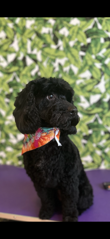 Medium- Full Groom