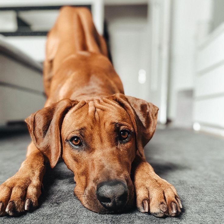 Rhodesian Ridgeback - Bath & Fluff