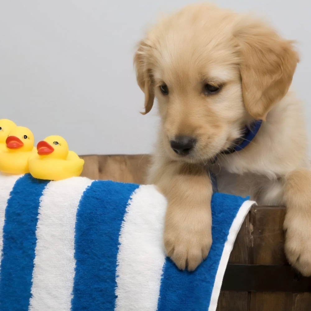Puppy Grooming at Tail Waggers Grooming LLC in Fort Worth, TX