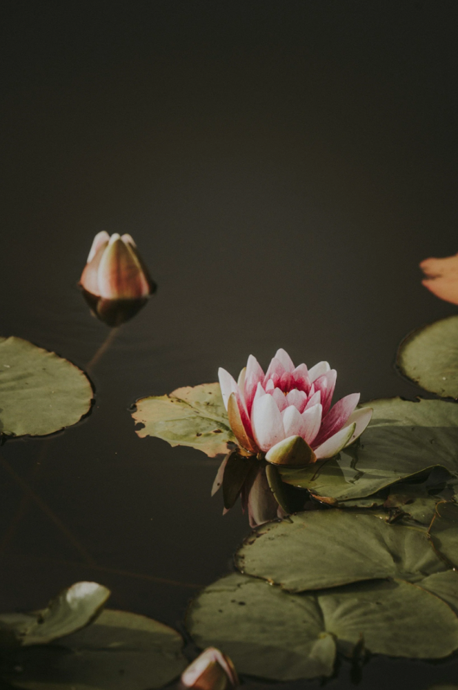 The Elevated Lily Glow