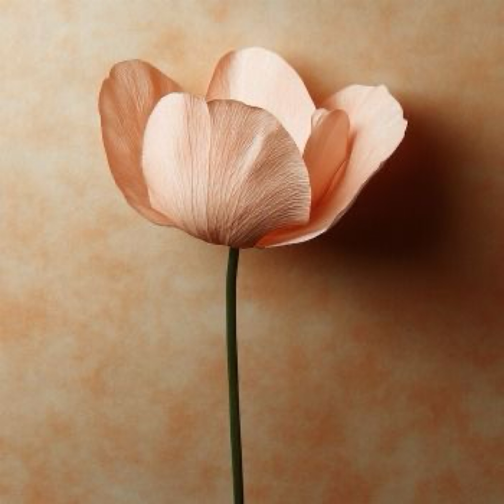 Bikini Line Wax at Shadow & Bloom Skincare in Tigard, OR