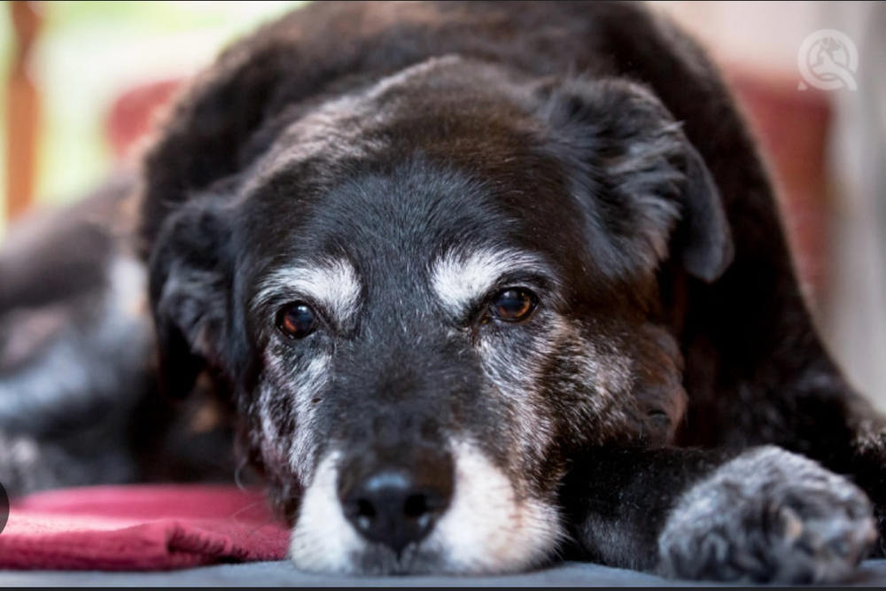 Senior Dog Groom