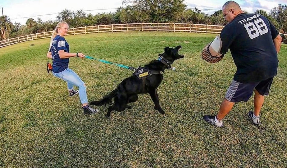 K9 Training