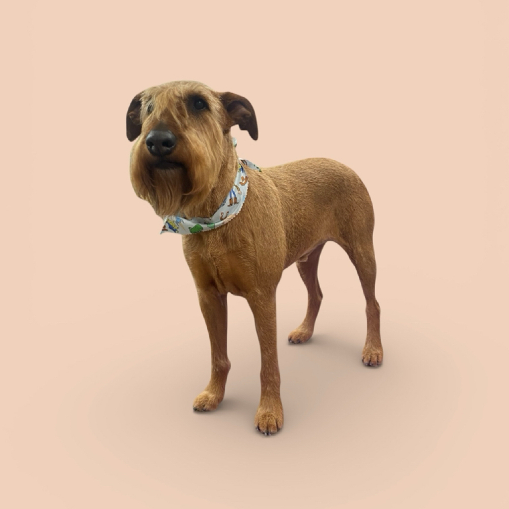 40-49lbs Haircut- Full Service at The Pet BOOtique in Carrollton, TX