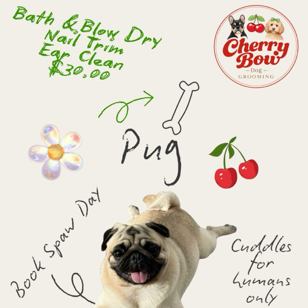 PUG PROMO at Cherry Bow Dog Grooming in Alvarado, TX