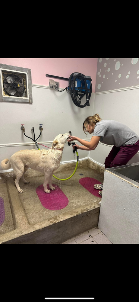Just A Bath For Double Coated Fur