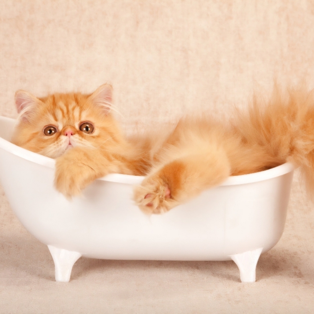 Bath - Cat at Tail Waggers Grooming LLC in Fort Worth, TX