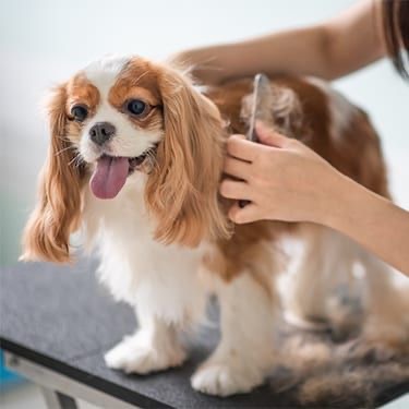 Face, Feet, & Potty at Shaggy Pups Grooming in Trafalgar, IN