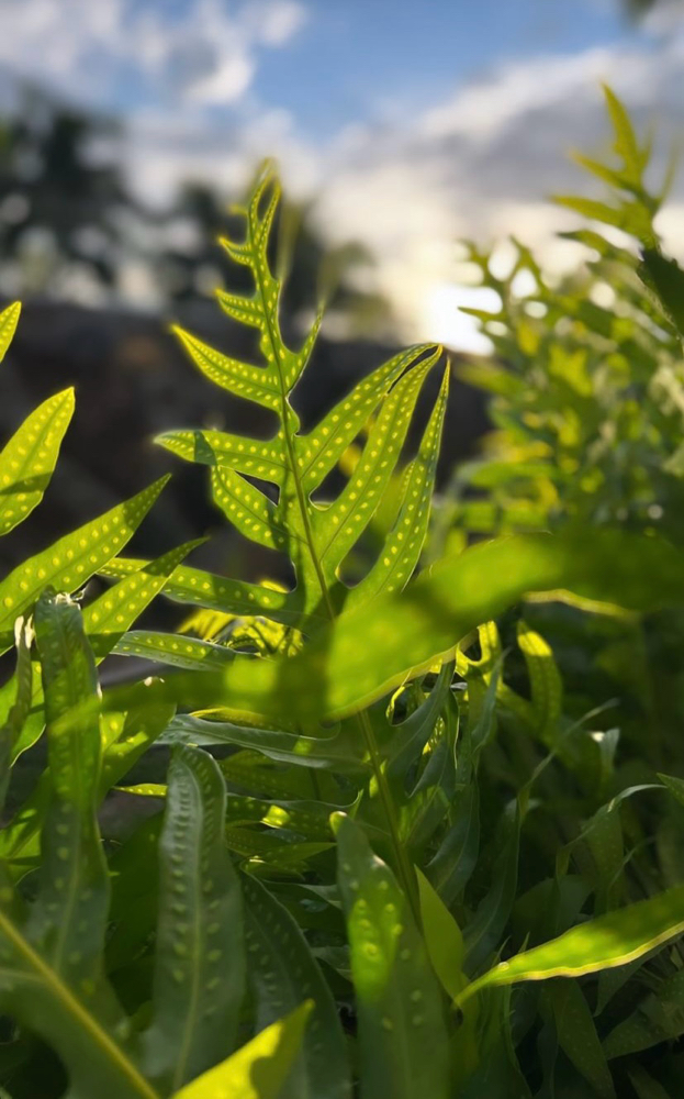 90min Couples Massage