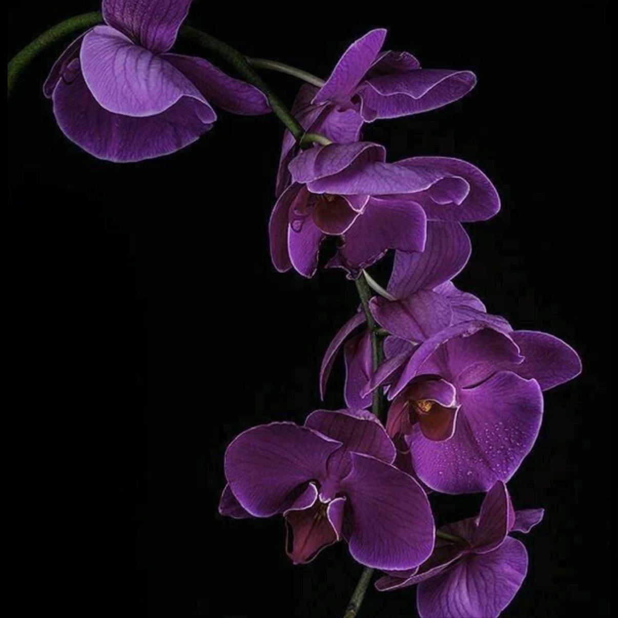 Fashion Color/Double Process Color at JR Hair Co. in Lincoln, NE