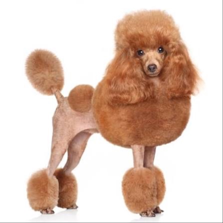Miniature Poodle at The Groom Room in Hope Mills, NC