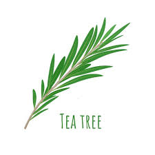 Tea Tree Scalp Massage