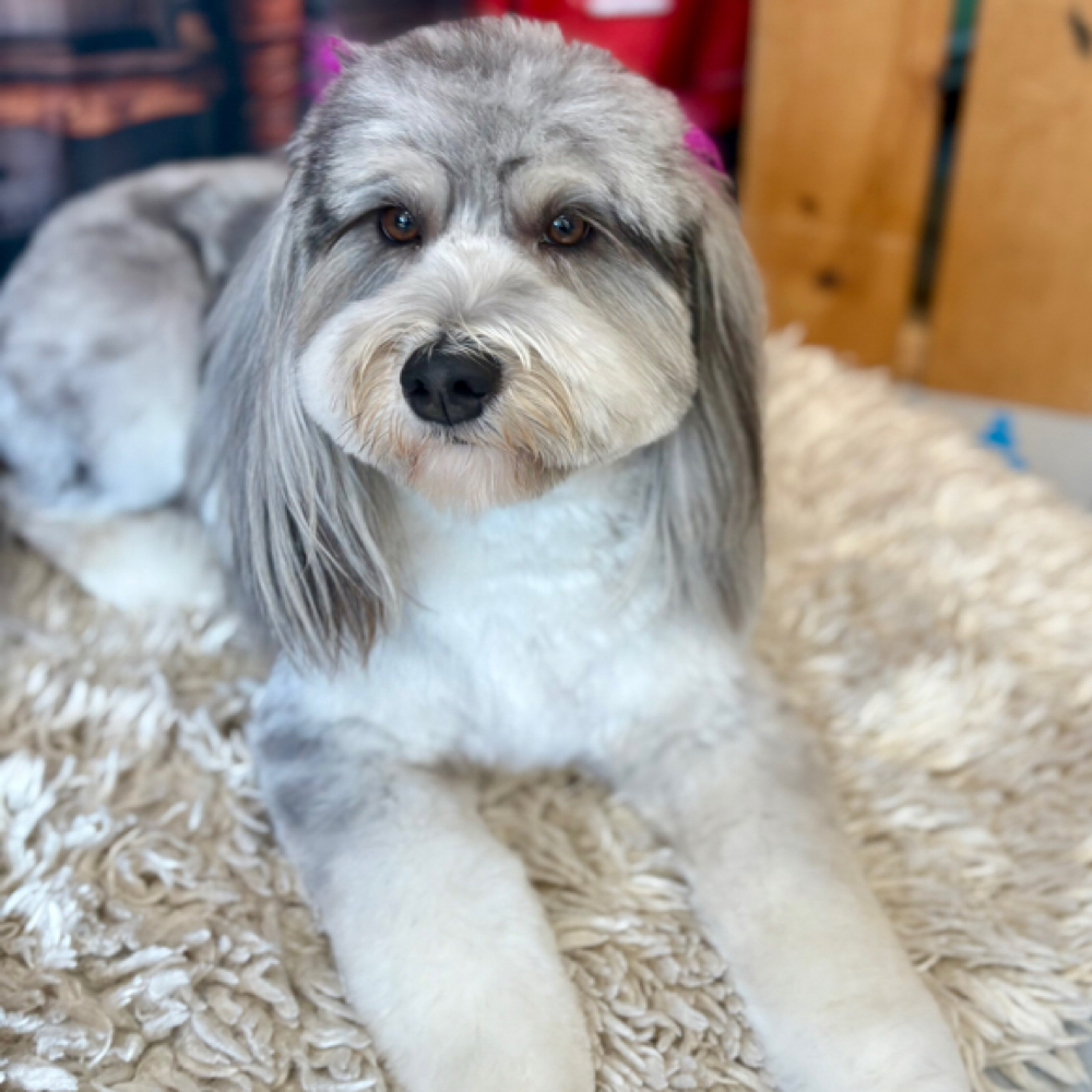 Full Makeover LG (41-60 LB) at Space City Grooming in Houston, TX