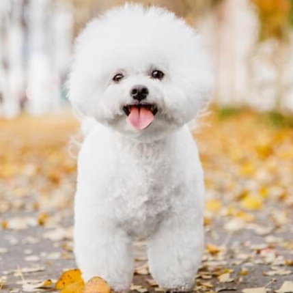 Bichon at The Groom Room in Hope Mills, NC