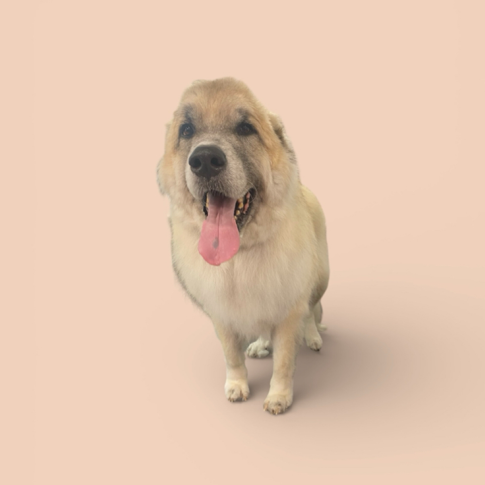 90-100lb Haircut- Full Service at The Pet BOOtique in Carrollton, TX