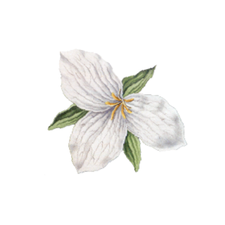 Hand Softening Treatment at Trillium Esthetics in Montpelier, VT