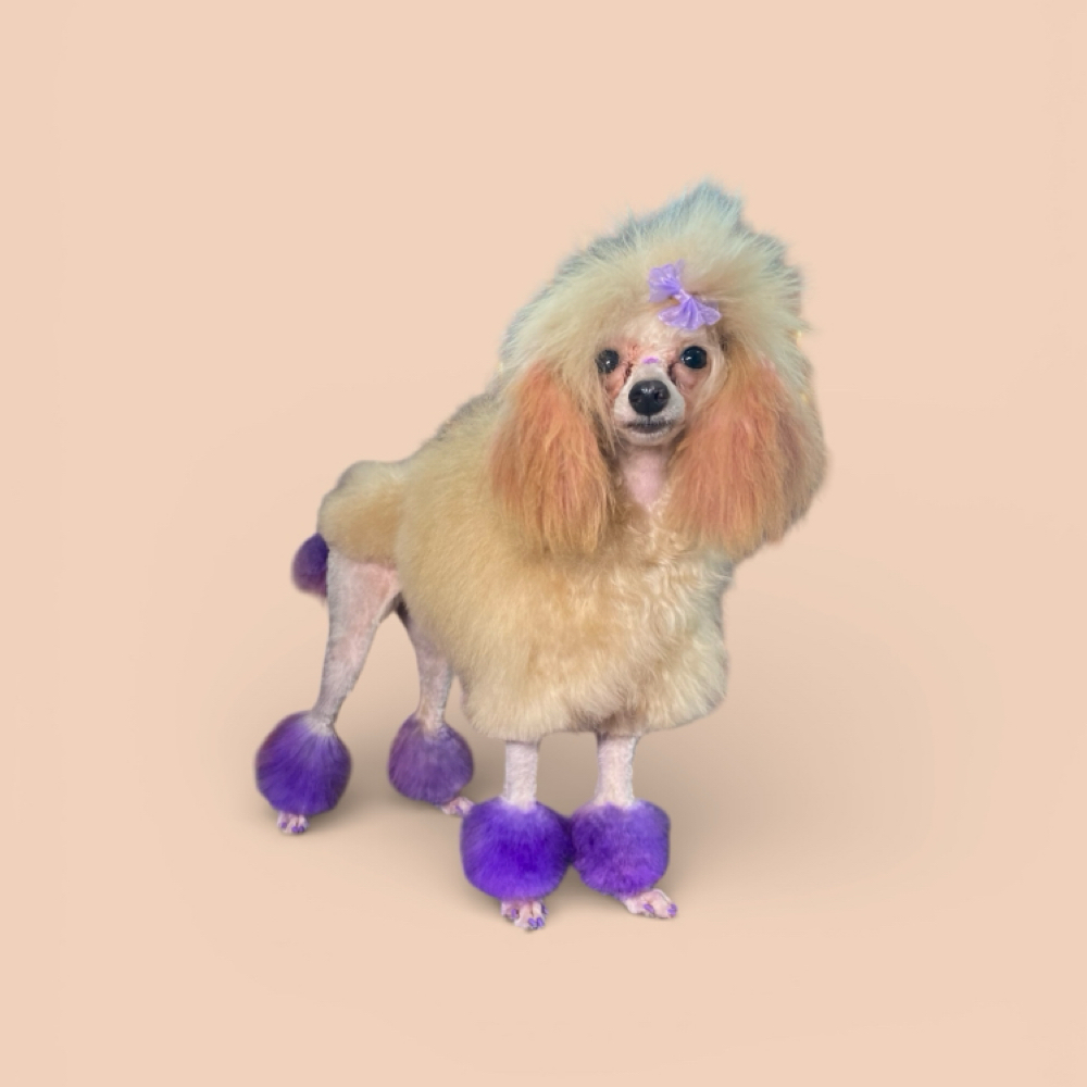 0-19lbs Long or Double Coat Bath at The Pet BOOtique in Carrollton, TX