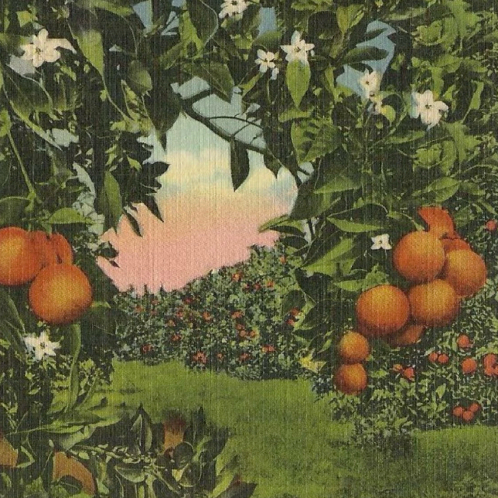 The Orange Blossom Balance Facial A at The Orange Blossom Special in Chattanooga, TN