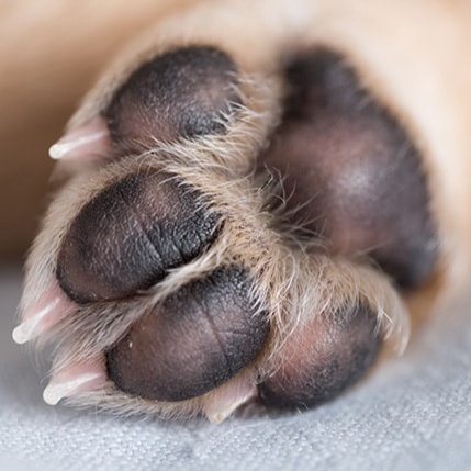 Nail Trim at Tabs Grab & Groom in Alamosa, CO