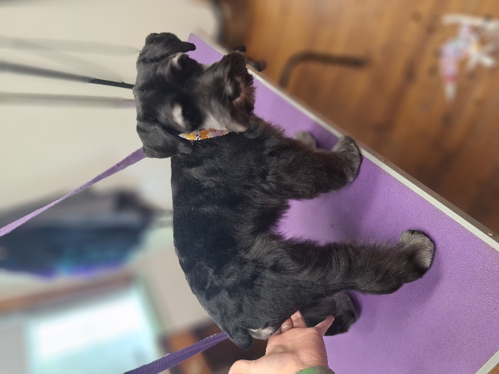 Small Full Groom